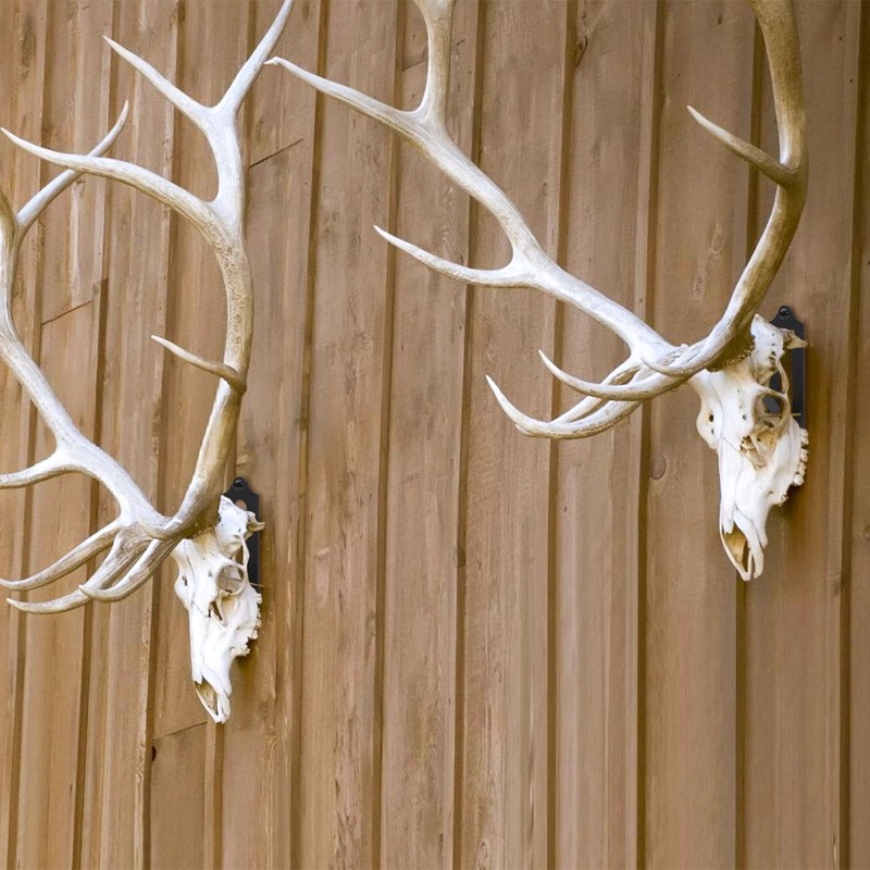 Qonutoci European Mount Skull Hanger - 8 Pack 4.1"x1.4" Deer