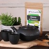 Queen of Jasmine Green Loose Leaf Tea with Jasmine Blossoms