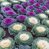 Outsidepride Ornamental Cabbage Flower Seeds - 2000 Pcs. Annual, Cold