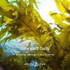 effective nature - High Dose Omega-3 from Microalgae Oil -