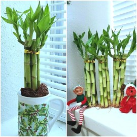 Lucky Bamboo 7 Lucky Bamboo Plants 6 inches,  FREE BUTTERFLY STAKE, Feng Shui, Ideal Gift