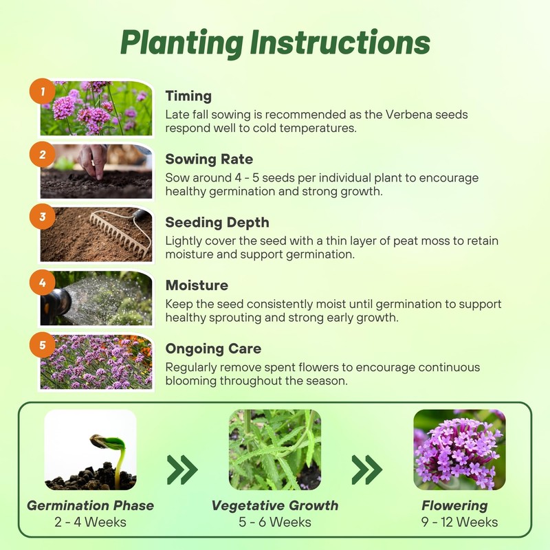 Outsidepride Purpletop Verbena Seeds for Planting - 5000 Pcs. Annual,