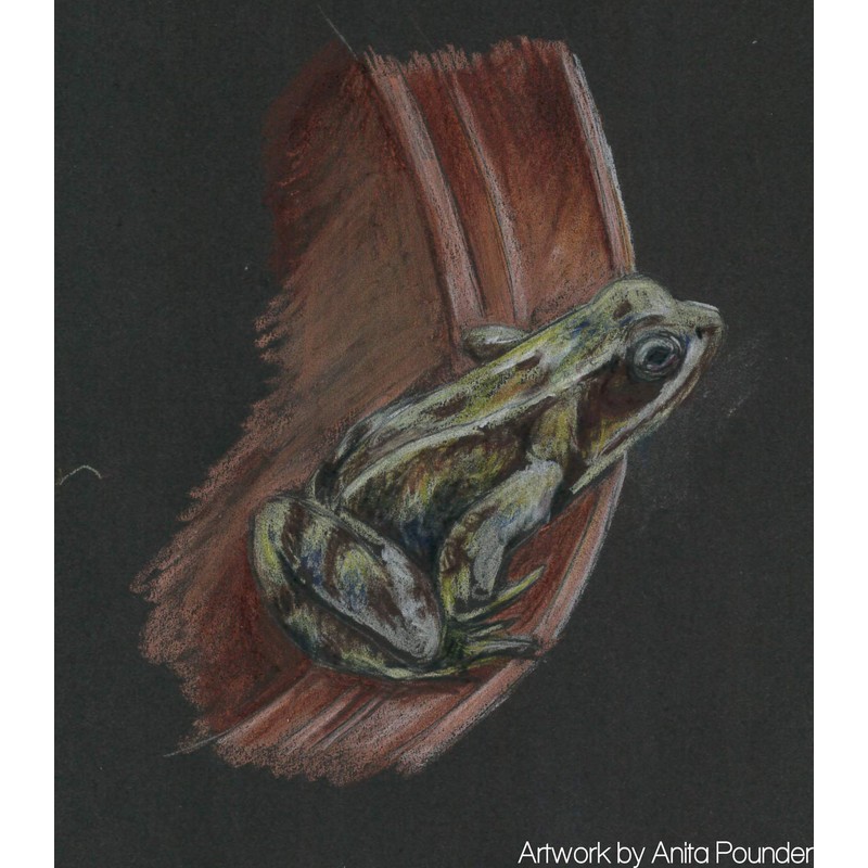 Derwent Procolour Pencil - Moss Green 50