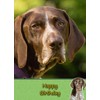 German Short Haired Pointer Birthday Card