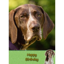 German Short Haired Pointer Birthday Card