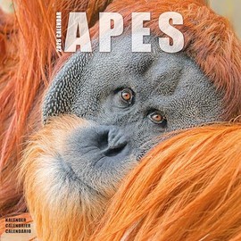 Apes Calendar 2026 | 12 Month Wall Calendar | Avonside Publishing | Plastic Free Packaging