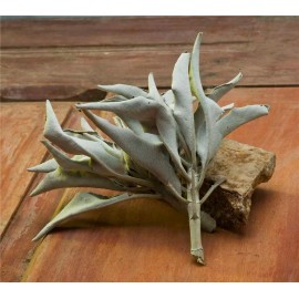 Wingz of Power Bulk Whole CALIFORNIA WHITE SAGE Smudge Herb 3 ounce Bag