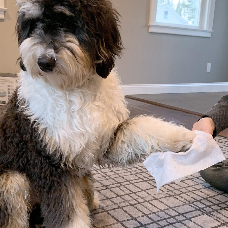 PL360 Dog Grooming Wipes, Mandarin