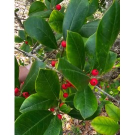 Fresh Holly Tree East Palatka (100 seeds) fresh this season's harvest {RARE & EXOTIC}