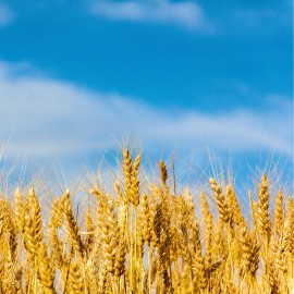 Straightup Nature Fresh Premium Oat Plant Seeds | Organic | Hulless | Heirloom Non-GMO | Grains - 1/4oz - 213+ Seeds