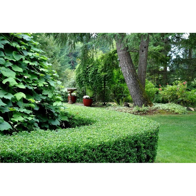 Dwarf Yaupon Holly | Ilex Schilling Stokes Vomitoria | 20