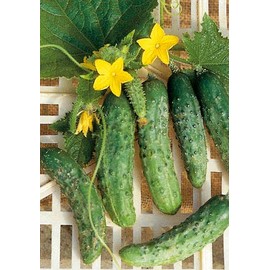 Salerno Seeds Kirby Cetriolino Piccolo Cucumber 4 Grams Made in Italy Italian Non-GMO