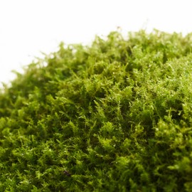 Live Moss – Racomitrium Moss (3 Sheets, Each Approx. 3.5"x7") for Terrariums, Moss Balls, Vertical Decor & Natural Plant Layouts – Naturally Grown, Reusable, Not Artificial