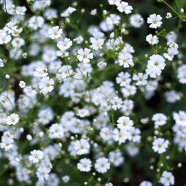 Babys Breath Seeds (Annual) - 1 Pound - White Flower Seeds, Heirloom Seed, Open Pollinated Seed Attracts Bees, Attracts Butterflies, Attracts Pollinators, Easy to Grow & Maintain, Extended Bloom