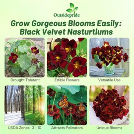 Outsidepride Tom Thumb Black Velvet Nasturtium Seeds - 200 Pcs Annual, Easy to Grow & Versatile, Flower Seeds for Planting Vibrant Blooms, Ideal for Gardens, Borders, and Pollinator Gardens