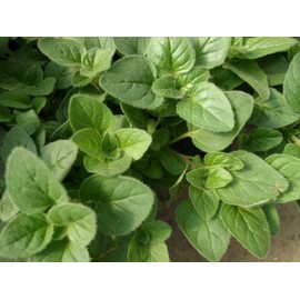 Viridis Hortus - Oregano, Greek 2,400 (0.2g) Herb Seeds - Bushy Pungent/Spicy Yet Refreshing Flavour