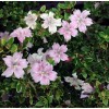 Tree Serissa Tree Pink Mountain House Plant Fairy Garden Plant