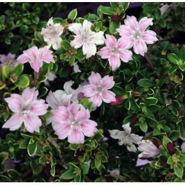 Tree Serissa Tree Pink Mountain House Plant Fairy Garden Plant Bonsai 2.5" Pot