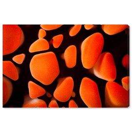 The Oliver Gal Artist Co. Nautical and Coastal Wall Art Canvas Prints 'Slate Pencil Sea Urchin by David Fleetham' Home Décor, 45" x 30", Orange, Black