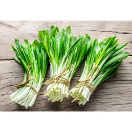 Wild Garlic Ramsons Bear Leek Wild Onion Seeds for Planting 100+ Non-GMO Seeds Herbs & Vegetable Garden