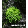 Fresh Live Moss Variety Pack - Ideal for DIY Terrariums,