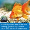 API GOLDFISH PROTECT Aquarium Water Conditioner Conditioner, White
