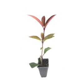 Photinia Red Tip - 3 Live Plants - Photinia x Fraseri - Evergreen Landscape Shrub