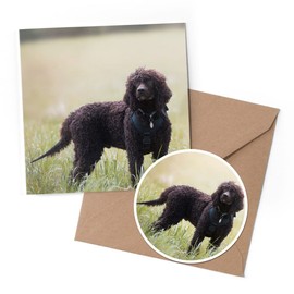 1 x Greeting Card & 10 cm Round Sticker Set - Irish Water Spaniel Dog Puppy - Birthday Thank You Friend Lover Fan Mum Dad Kids #51235