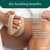 EcoTools, Dry Body Brush, Cepillo Ecológico para Exfoliar, Cepillos Corporales