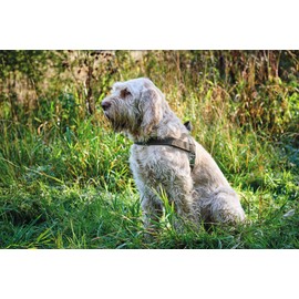 Hunter Norwegian harness for Dogs Hunting, 55 x 71-97 cm, Black