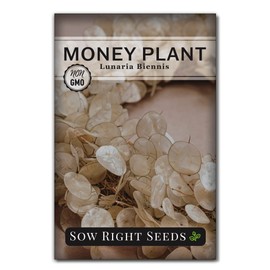 Sow Right Seeds - Money Plant Seeds - Honesty or Silver Coin Plant - Non-GMO Heirloom Seeds - Indoor or Outdoor - Full instructions for Planting and Growing a Flower Garden - Great Gardening Gift (1)