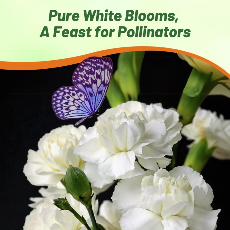 Outsidepride White Carnation Seeds - 2000 Pcs Biennial, Easy to