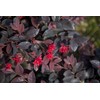 Southern Living Diamond Loropetalum, 2 Gal, Burgundy Foliage and Red