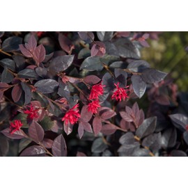 Southern Living Diamond Loropetalum, 2 Gal, Burgundy Foliage and Red Blooms (Red Diamond)