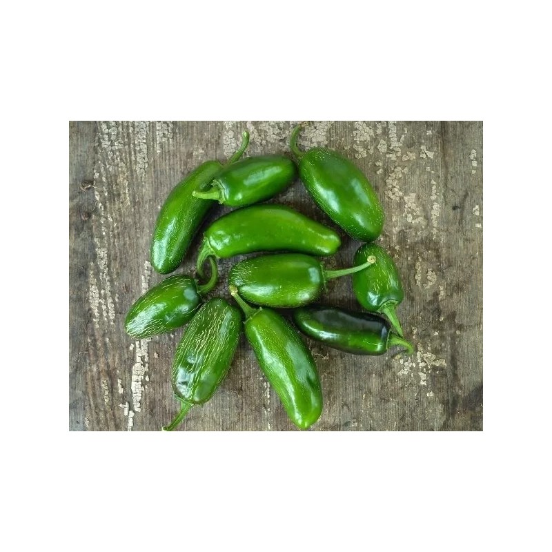 Baker Creek Heirloom Seeds Chile Jalapeño 25 Semillas