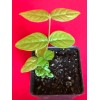 9waters Araza Araca Boi Eugenia Stipitata Yellow Aromatic Fruit Tropical