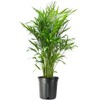 American Plant Exchange Cat Palm – 10-Inch Pot – Live