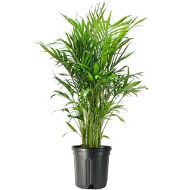 American Plant Exchange Cat Palm – 10-Inch Pot – Live Tropical Houseplant with Feathery Green Fronds, Easy Care Indoor or Outdoor Palm for Home, Office, Patio & Low-Light Décor
