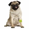 Andover (12 Pack) Petflex No Chew Pet Bandages, 2 Inch