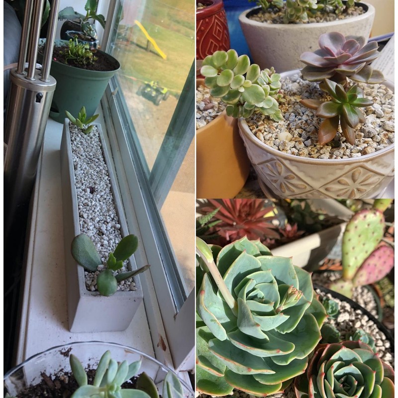 Horticultural Pumice for Plants Professional Sifted (20QT, 1/2 inch)