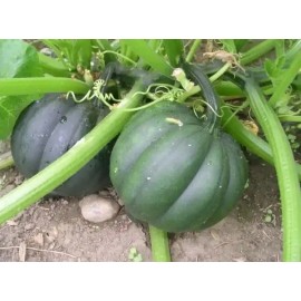 50+ TABLE QUEEN ACORN WINTER SQUASH SEEDS - Heorloom - Organic - NON GMO - FRESH