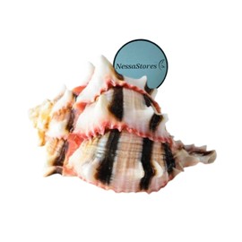 NESSASTORES Brassica Murex 3"-4" Hermit Crab Shells for Beach Decor, Aquarium Decor, Arts & Crafts | Home, Office, or Hermit Crab Accessories. JC-036 (1 Shell | Brassica 3" to 4")