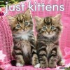 Willow Creek Press, Just Kittens 2026 Wall Calendar, 12'' X