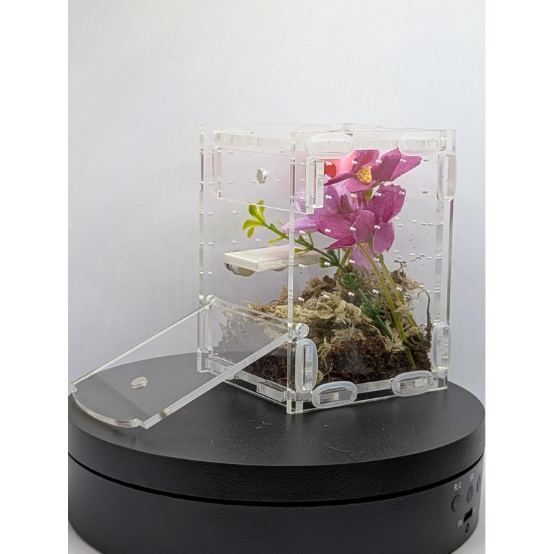 Jumping Spider Enclosure Starter Kit (Pink)