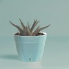 Maceta de autorriego Asti, Jardín, Mentol/Blanco, 7.9