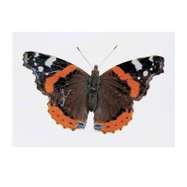 'Red Admiral Butterfly' Temporary Tattoo - Water Resistant, Skin-Safe, Non-Toxic Transfer (TO00064681)
