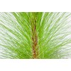 LONGLEAF Pine - Size: 3 Gallon, Live Plant, Includes Special