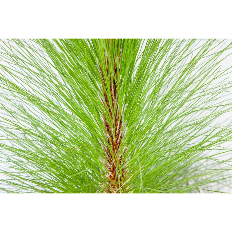 LONGLEAF Pine - Size: 3 Gallon, Live Plant, Includes Special