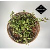 Hazel Shell Mulch Amendment Product - 1.5 Cubic Foot (Hazelnut