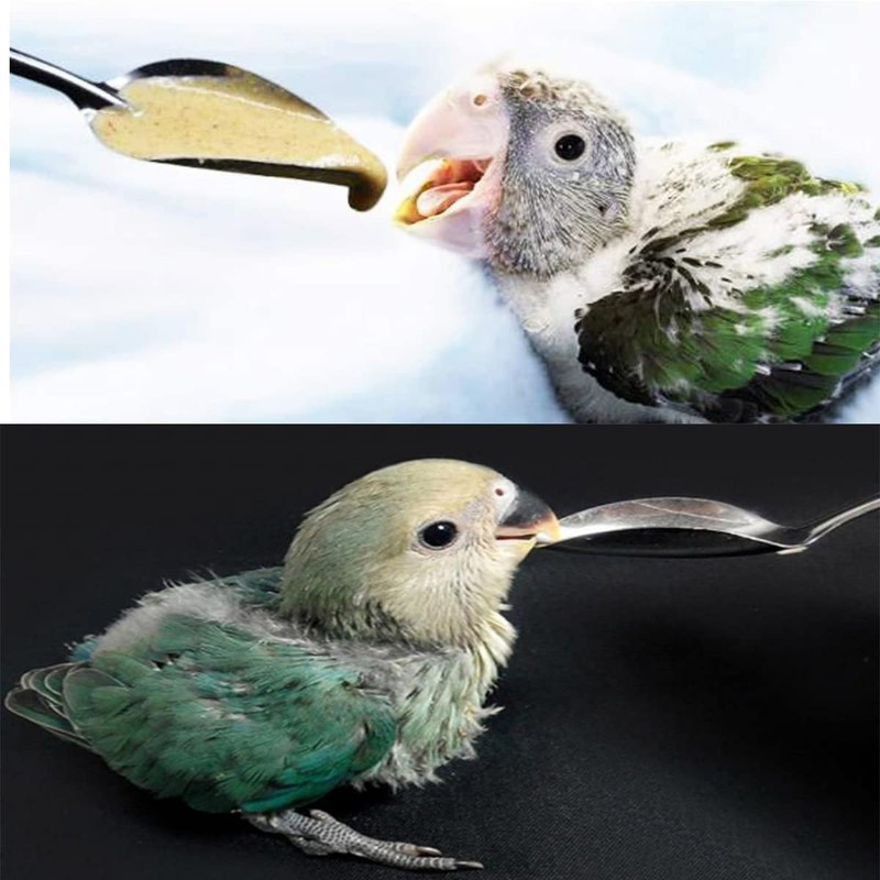 YIUIRUOI 6 Stainless Steel Pet Feeding Spoons, Parrot Feeding Tool,